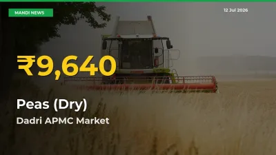 Farmers Benefit as Peas (Dry) Rate Touches New High in Dadri APMC