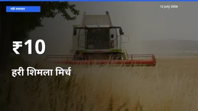 12 July अपडेट: हरी शिमला मिर्च के दाम कई मंडियों में एक जैसा रुझान