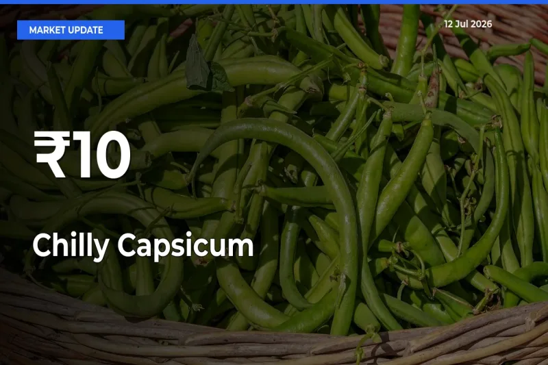 Chilly Capsicum Trend Strengthens Across Major Mandis