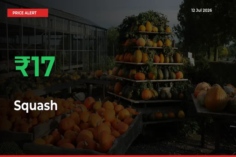 17.26% Spike in Squash Prices – Mandi Sees Sudden Rally