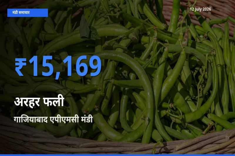 गाजियाबाद एपीएमसी मंडी में आज अरहर फली के सबसे ऊँचे दाम दर्ज