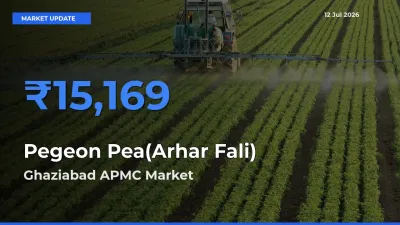 Pegeon Pea(Arhar Fali) Mandi Rate Today: Ghaziabad APMC Tops the List