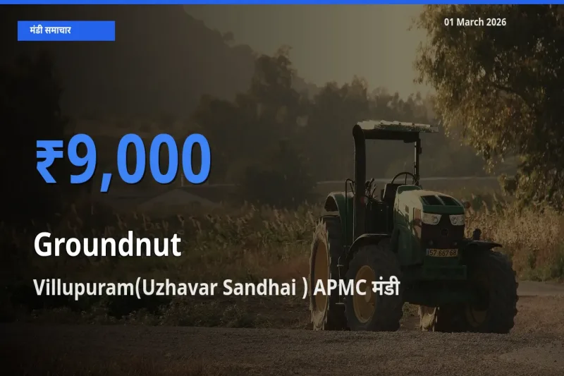 किसानों की पसंद बना Villupuram(Uzhavar Sandhai ) APMC, Groundnut के सबसे अच्छे दाम