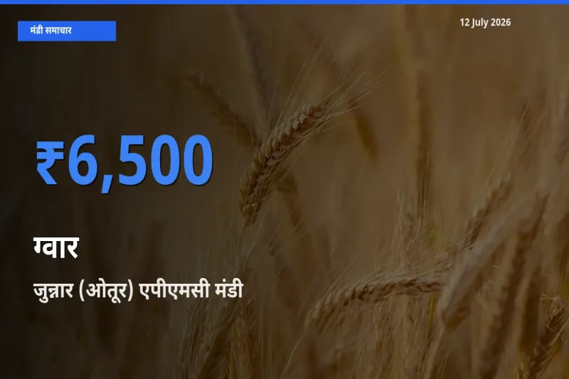 जुन्नार (ओतूर) एपीएमसी में ग्वार का आज सबसे ऊँचा भाव