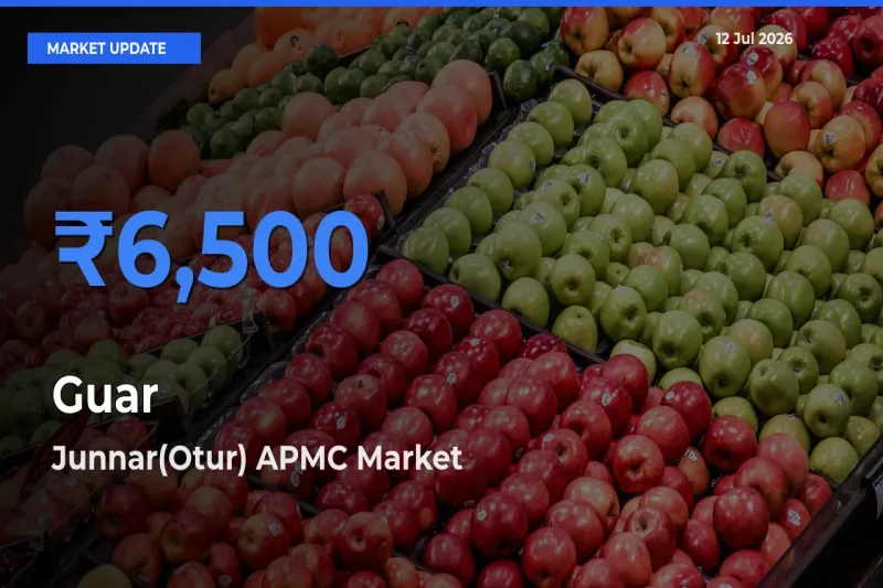 Guar Mandi Rate Today: Junnar(Otur) APMC Tops the List