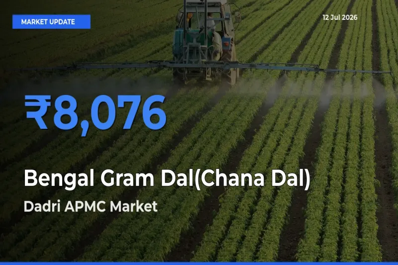 Dadri APMC Records Highest ₹8,076 Rate for Bengal Gram Dal(Chana Dal)