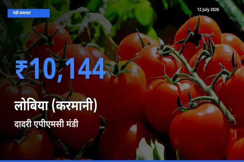 आज लोबिया (करमानी) के सबसे ज़्यादा दाम दादरी एपीएमसी मंडी में दर्ज