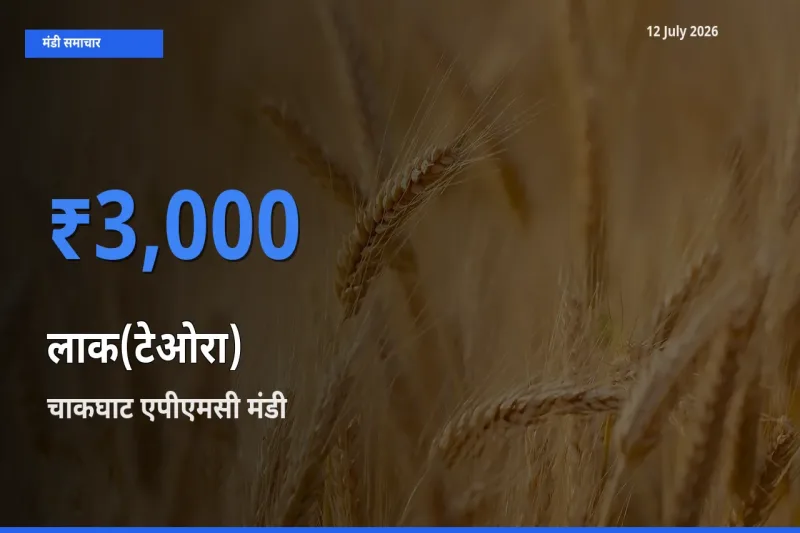 चाकघाट एपीएमसी मंडी में लाक(टेओरा) ₹3,000 पर पहुँचा – आज का सर्वोच्च भाव