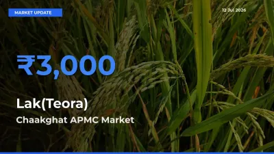 Chaakghat APMC Emerges as Top Mandi for Lak(Teora) Prices Today