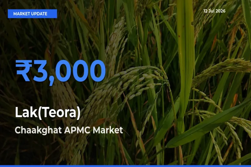 Chaakghat APMC Emerges as Top Mandi for Lak(Teora) Prices Today