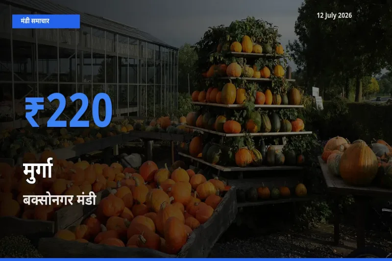 बक्सोनगर मंडी में मुर्गा ₹220 पर पहुँचा – आज का सर्वोच्च भाव