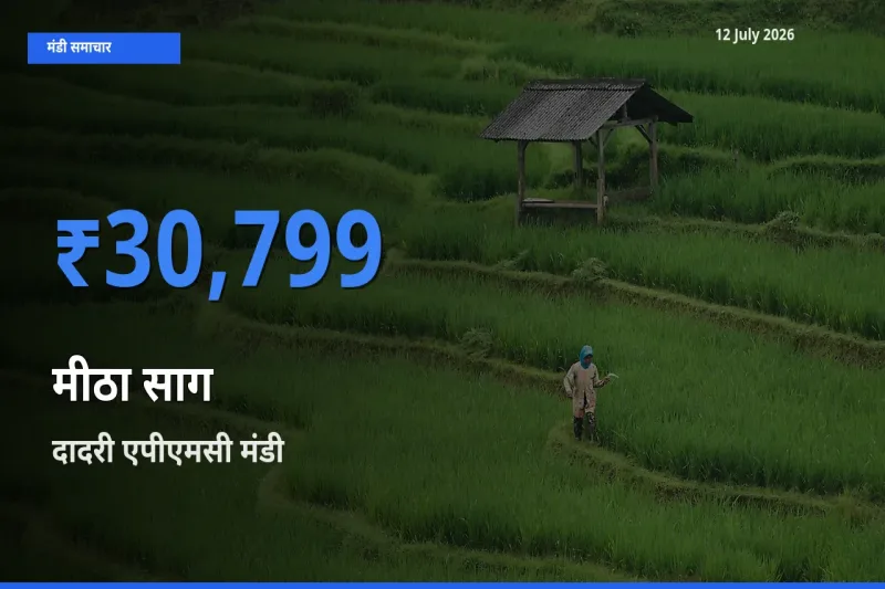 दादरी एपीएमसी मंडी में मीठा साग ₹30,799 पर पहुँचा – आज का सर्वोच्च भाव