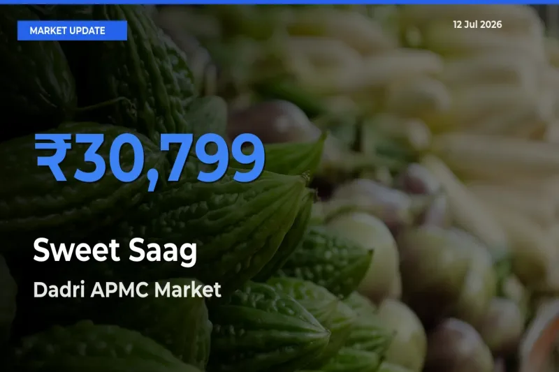 Market Watch: Dadri APMC Becomes Top Mandi for Sweet Saag