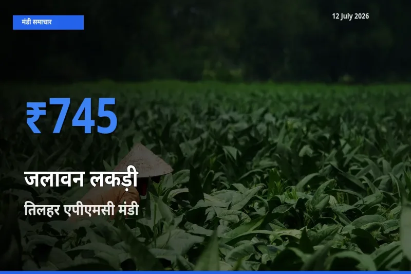 टॉप मंडी बना तिलहर एपीएमसी! जलावन लकड़ी के सबसे ऊँचे दाम यहीं दर्ज