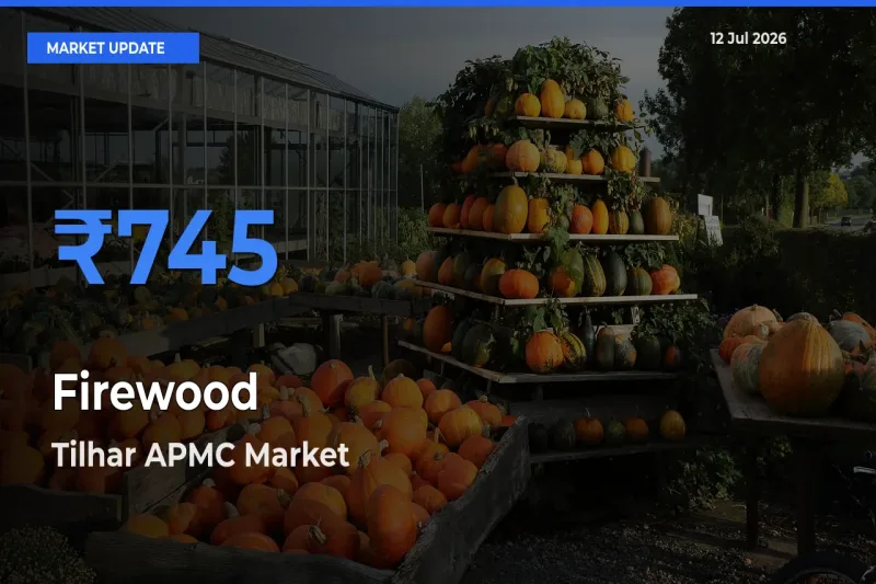 Firewood Mandi Rate Today: Tilhar APMC Tops the List