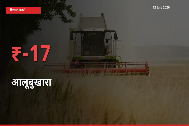 16.52% की गिरावट! मंडी में आलूबुखारा के दाम अचानक टूटे