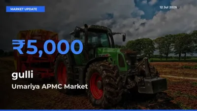 Farmers Prefer Umariya APMC as gulli Hits Highest Rate