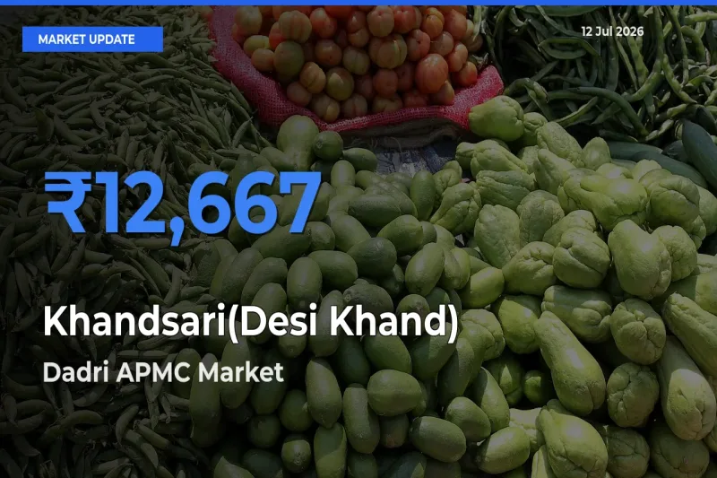 Top Performer! Dadri APMC Offers Best Khandsari(Desi Khand) Price Today