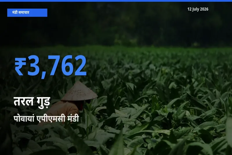 टॉप मंडी बना पोवायां एपीएमसी! तरल गुड़ के सबसे ऊँचे दाम यहीं दर्ज