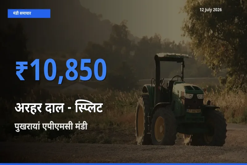 पुखरायां एपीएमसी मंडी में आज अरहर दाल - स्प्लिट के सबसे ऊँचे दाम दर्ज