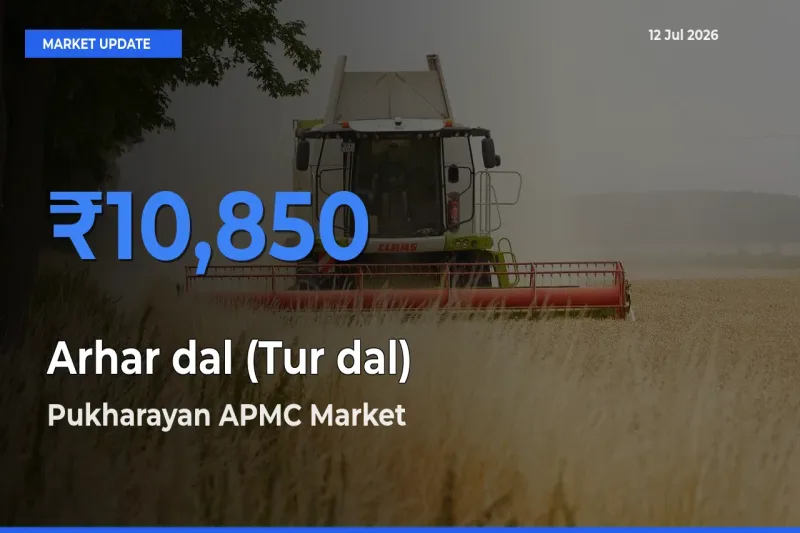 Pukharayan APMC Tops Arhar dal (Tur dal) Mandi Rates Today