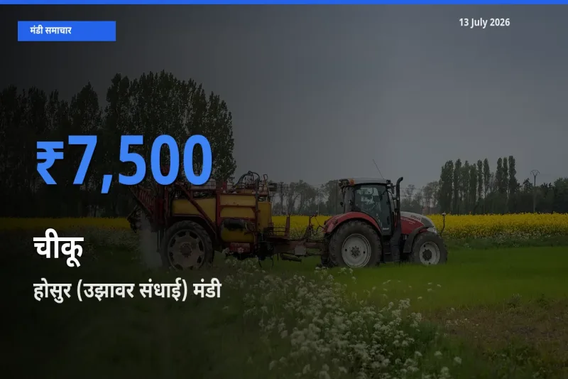 होसुर (उझावर संधाई) मंडी में चीकू ₹7,500 पर पहुँचा – आज का सर्वोच्च भाव