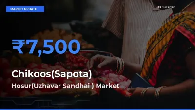 Hosur(Uzhavar Sandhai ) Tops Chikoos(Sapota) Mandi Rates Today