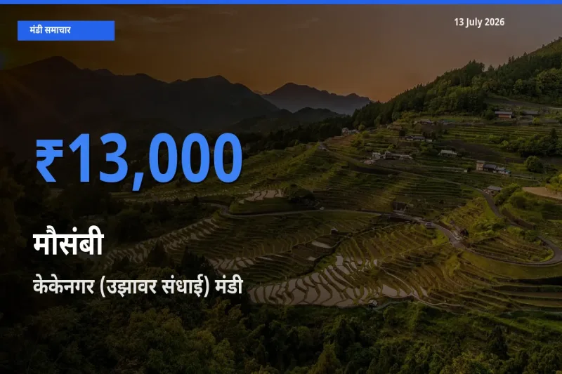 13 July अपडेट: मौसंबी के सबसे ऊँचे दाम केकेनगर (उझावर संधाई) मंडी में