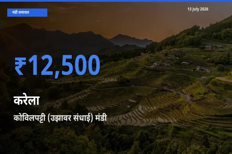 टॉप मंडी बना कोविलपट्टी (उझावर संधाई)! करेला के सबसे ऊँचे दाम यहीं दर्ज