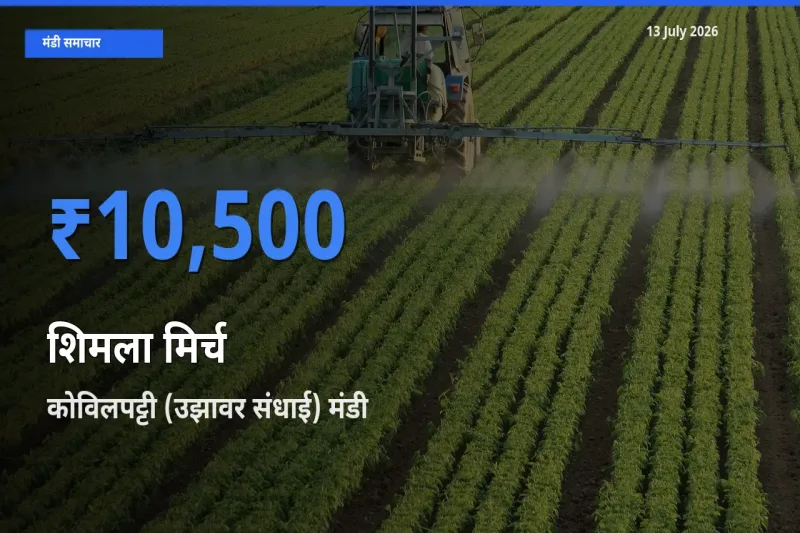 टॉप मंडी बना कोविलपट्टी (उझावर संधाई)! शिमला मिर्च के सबसे ऊँचे दाम यहीं दर्ज