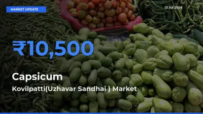 Kovilpatti(Uzhavar Sandhai ) Records Highest ₹10,500 Rate for Capsicum