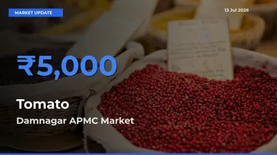 Market Watch: Damnagar APMC Becomes Top Mandi for Tomato