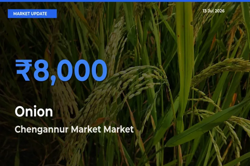 Chengannur Market Tops Onion Mandi Rates Today