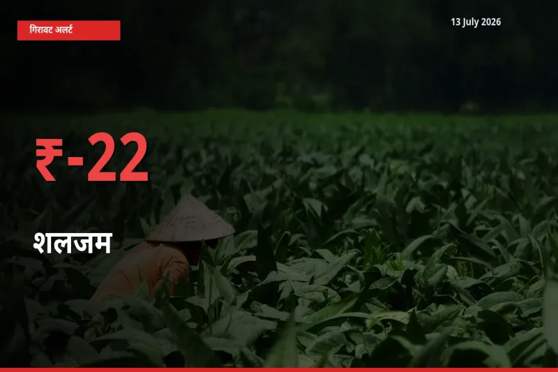 13 July अपडेट: शलजम के दाम मंडी में 22.19% गिरे