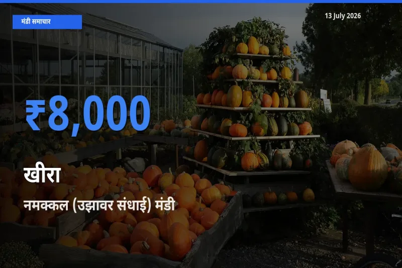 बाज़ार संकेत: नमक्कल (उझावर संधाई) बना खीरा के लिए आज की टॉप मंडी