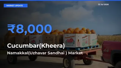 Top Performer! Namakkal(Uzhavar Sandhai ) Offers Best Cucumbar(Kheera) Price Today