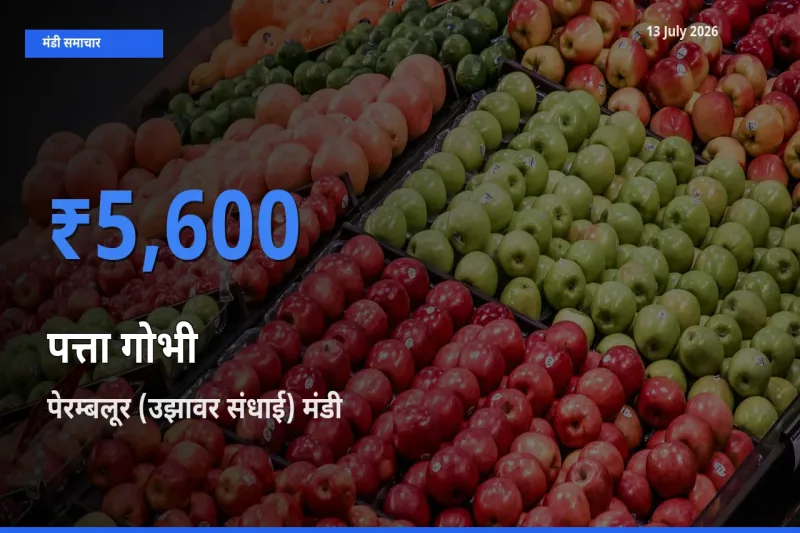 आज पत्ता गोभी के सबसे ज़्यादा दाम पेरम्बलूर (उझावर संधाई) मंडी में दर्ज