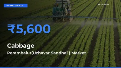 Farmers Prefer Perambalur(Uzhavar Sandhai ) as Cabbage Hits Highest Rate
