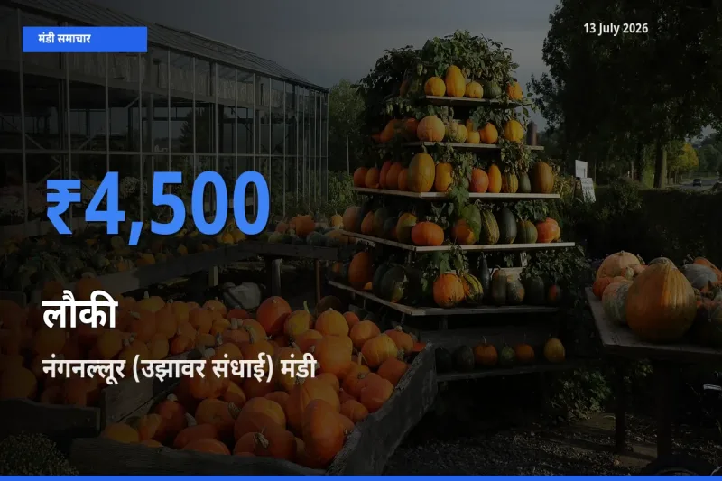 आज लौकी के सबसे ऊँचे दाम ₹4,500 नंगनल्लूर (उझावर संधाई) मंडी में