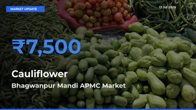 Farmers Prefer Bhagwanpur Mandi APMC as Cauliflower Hits Highest Rate