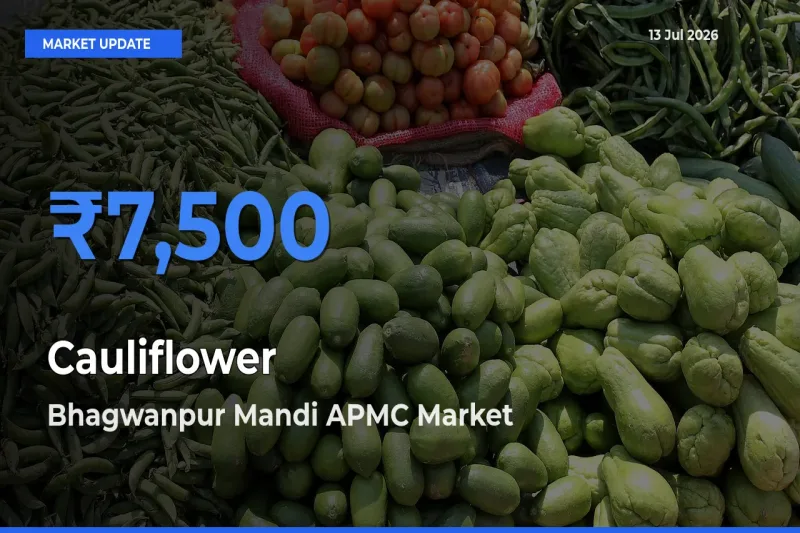 Farmers Prefer Bhagwanpur Mandi APMC as Cauliflower Hits Highest Rate