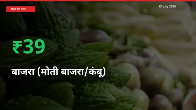 13 July अपडेट: बाजरा (मोती बाजरा/कंबू) के दाम मंडी में 38.98% उछले