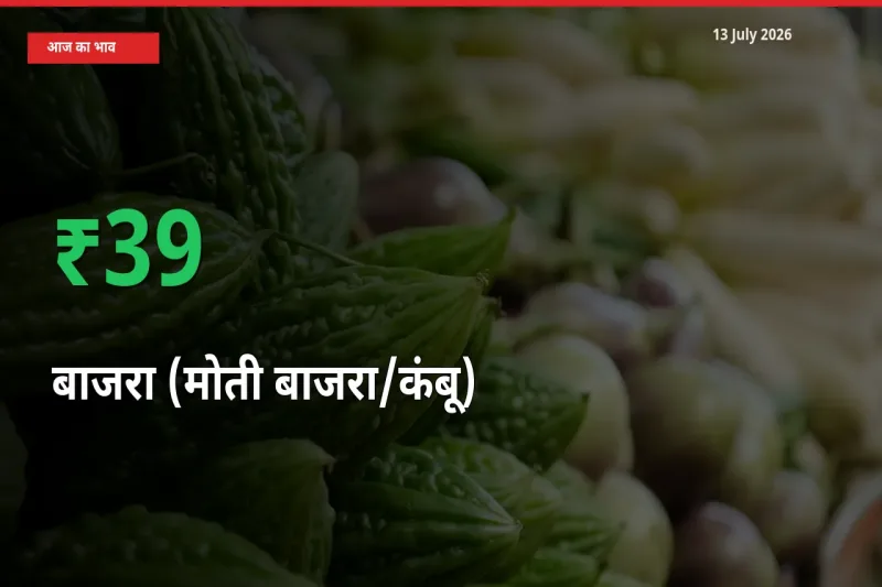 13 July अपडेट: बाजरा (मोती बाजरा/कंबू) के दाम मंडी में 38.98% उछले