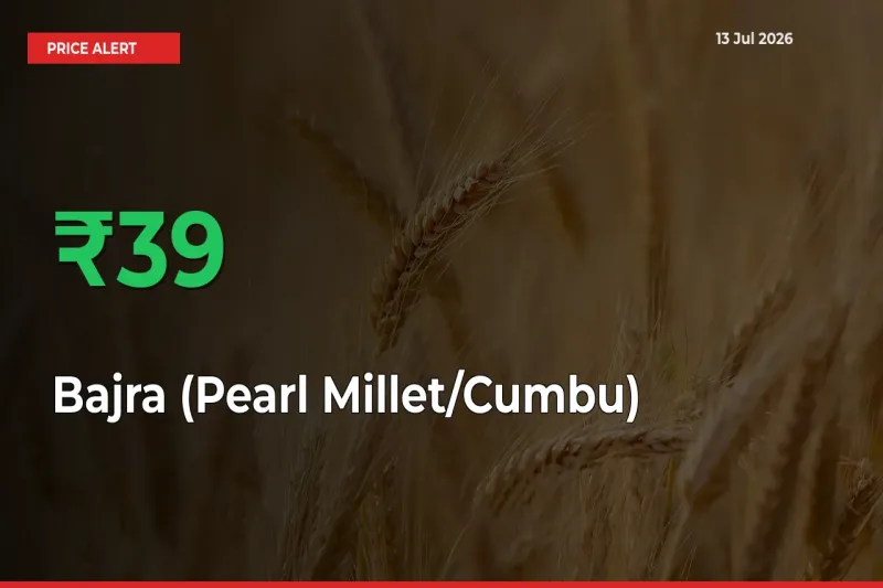 38.98% Spike in Bajra (Pearl Millet/Cumbu) Prices – Mandi Sees Sudden Rally