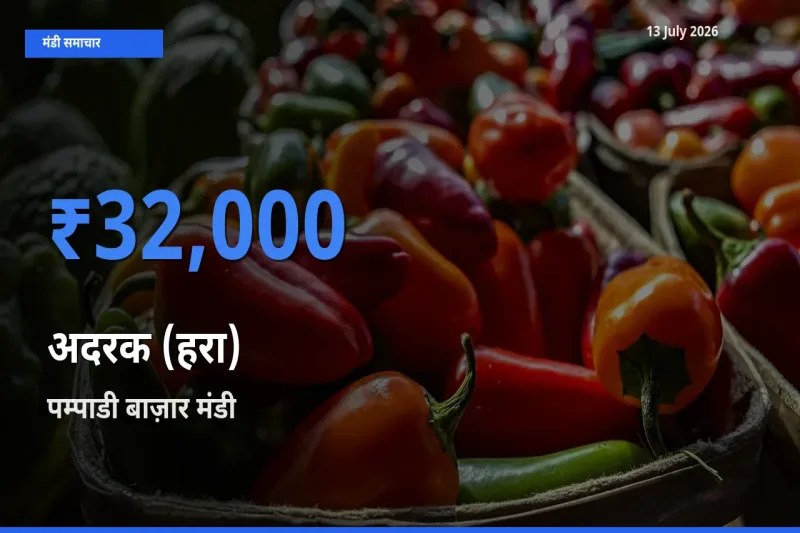 पम्पाडी बाज़ार मंडी में अदरक (हरा) ₹32,000 पर पहुँचा – आज का सर्वोच्च भाव