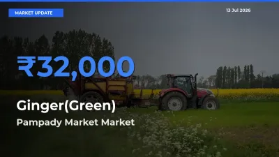 Farmers Prefer Pampady Market as Ginger(Green) Hits Highest Rate