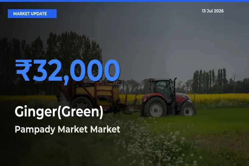 Farmers Prefer Pampady Market as Ginger(Green) Hits Highest Rate