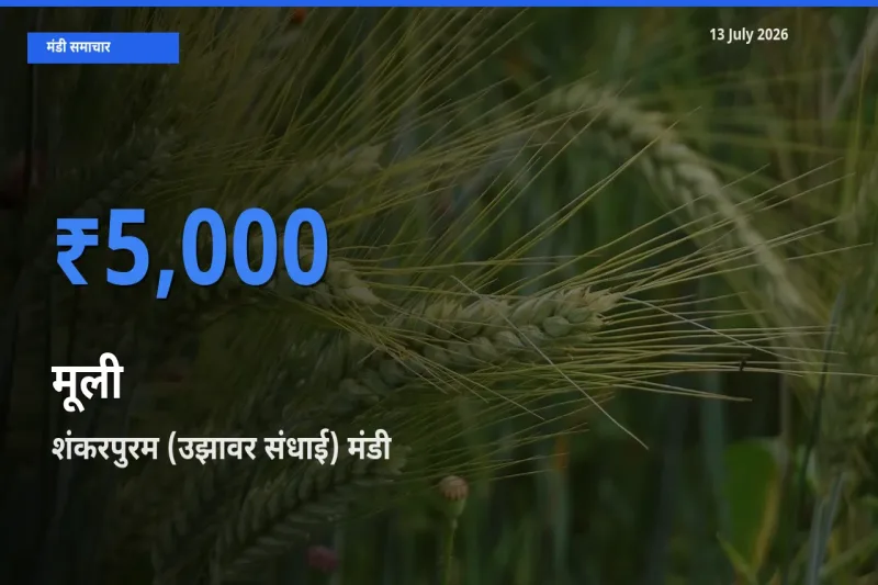 टॉप मंडी बना शंकरपुरम (उझावर संधाई)! मूली के सबसे ऊँचे दाम यहीं दर्ज