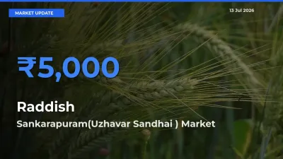 Raddish Mandi Rate Today: Sankarapuram(Uzhavar Sandhai ) Tops the List