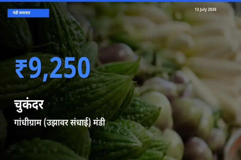 गांधीग्राम (उझावर संधाई) मंडी में आज चुकंदर के सबसे ऊँचे दाम दर्ज
